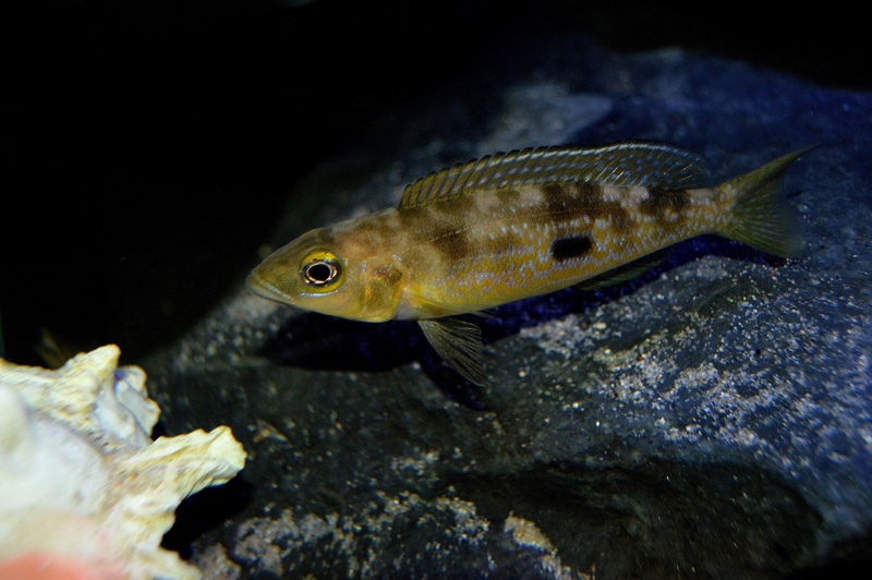 Lepidiolamprologus attenuatus